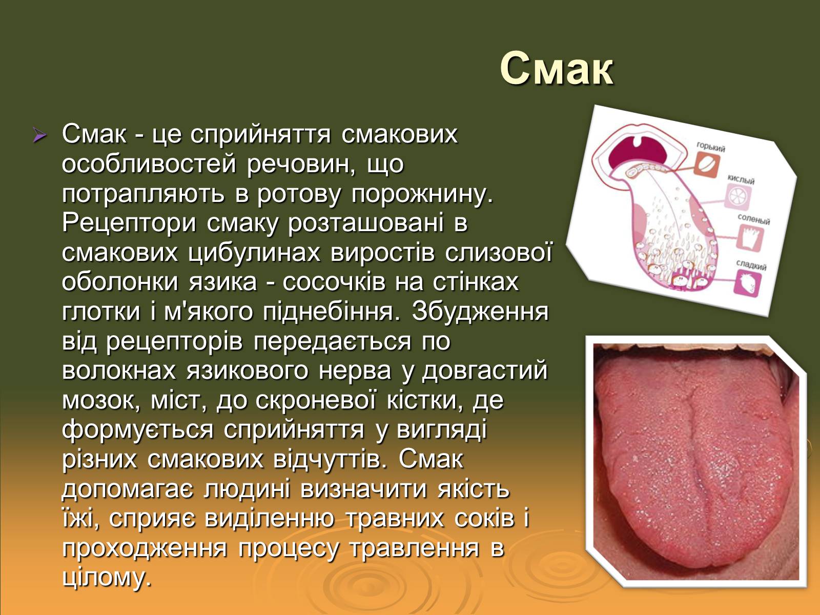 Презентація на тему «Сенсорні системи» - Слайд #10 Презентація на тему «Сенсорні системи» - Слайд #10