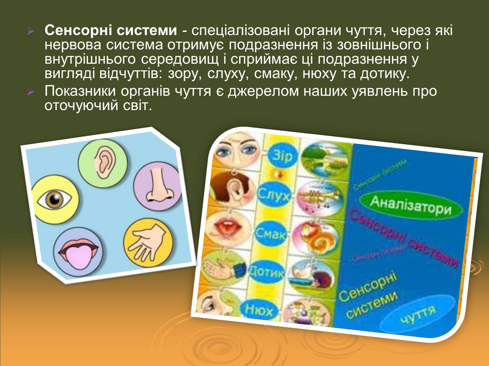 Презентація на тему «Сенсорні системи» - Слайд #2 Презентація на тему «Сенсорні системи» - Слайд #2