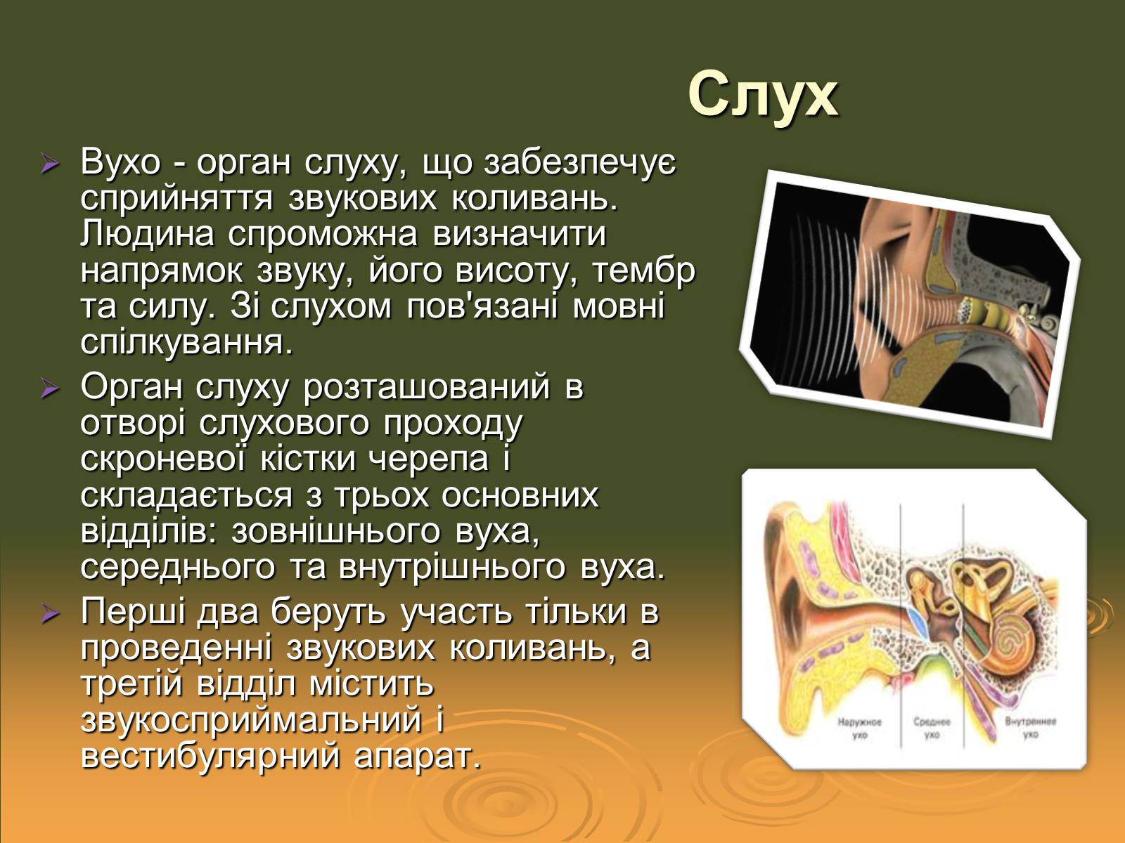 Презентація на тему «Сенсорні системи» - Слайд #7 Презентація на тему «Сенсорні системи» - Слайд #7