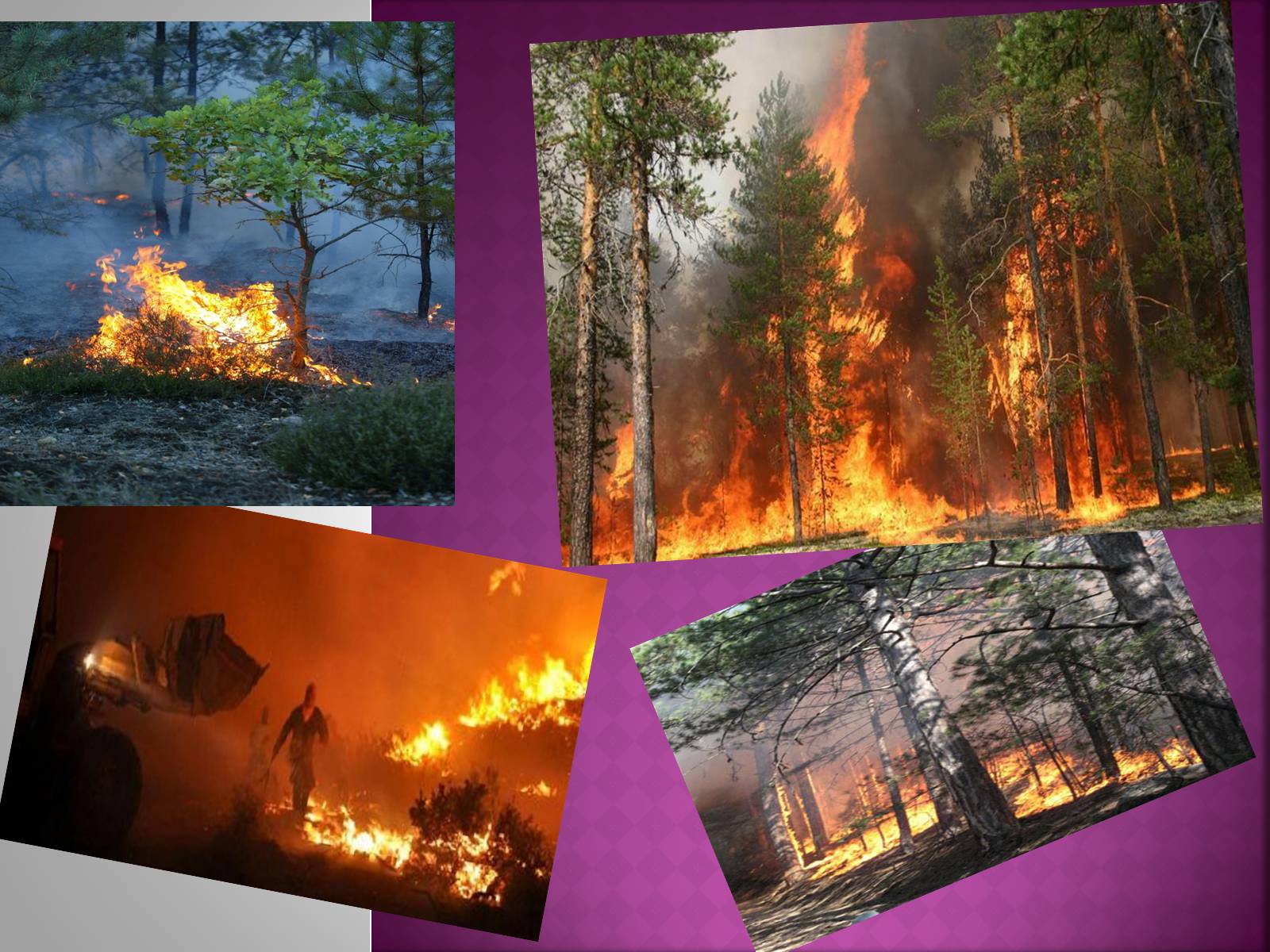 Презентація на тему «Forest fire» (варіант 2) - Слайд #8 Презентація на тему «Forest fire» (варіант 2) - Слайд #8