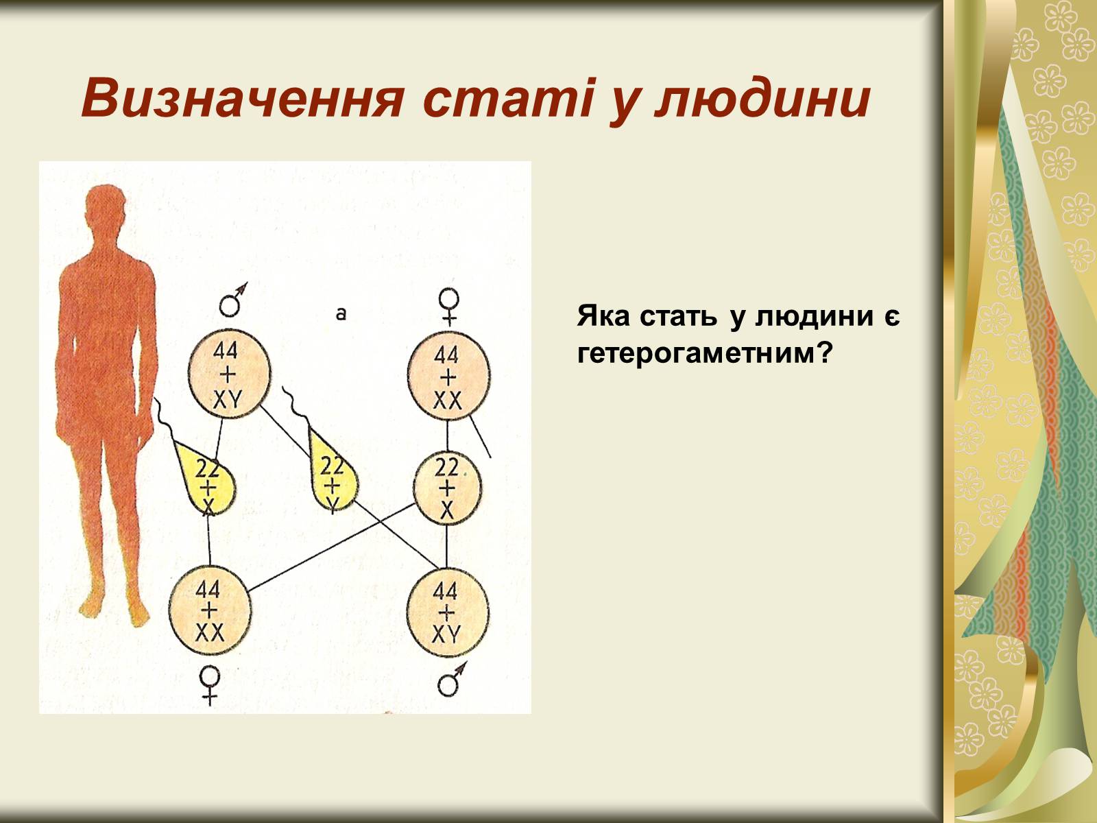 Презентація на тему «Генетика статі» - Слайд #5 Презентація на тему «Генетика статі» - Слайд #5