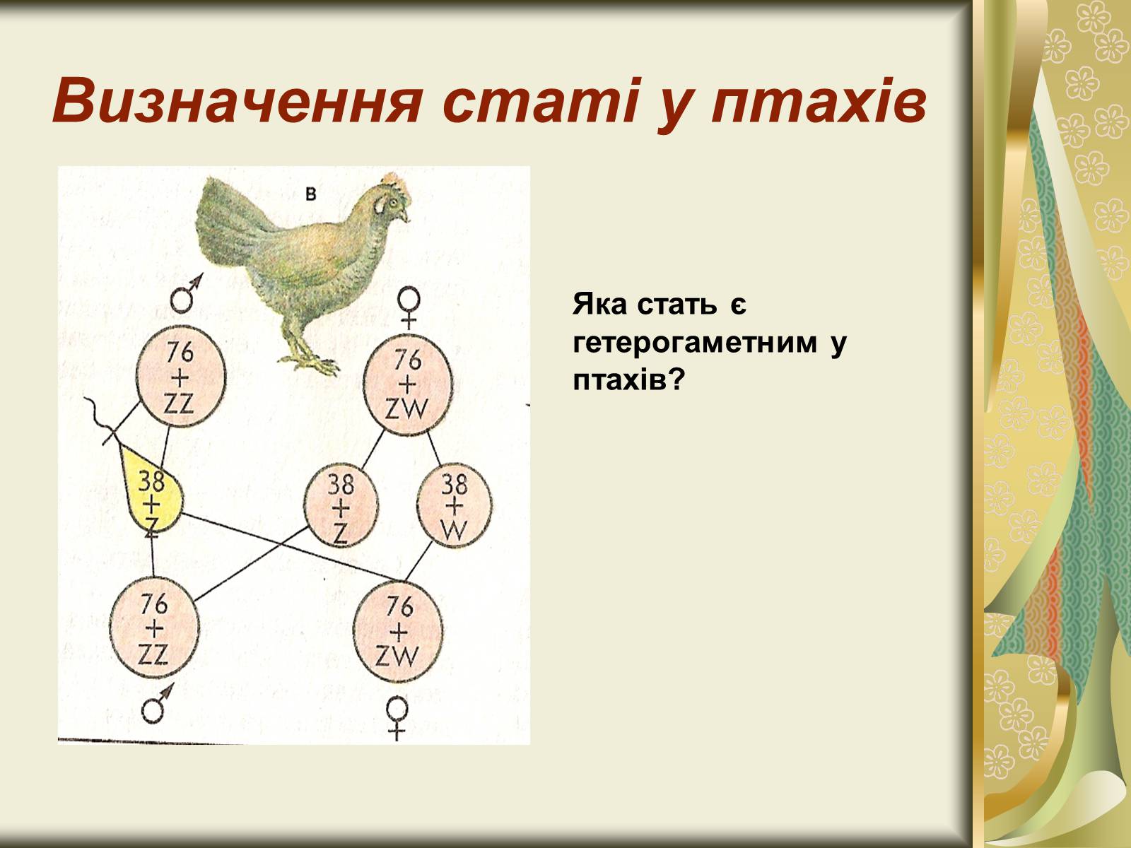 Презентація на тему «Генетика статі» - Слайд #7 Презентація на тему «Генетика статі» - Слайд #7