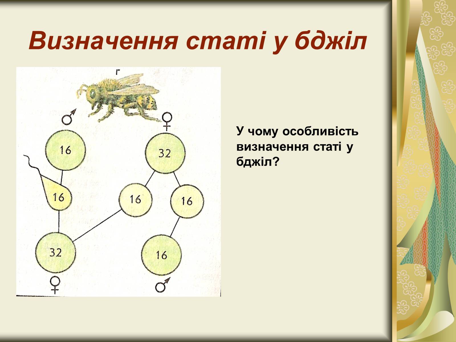 Презентація на тему «Генетика статі» - Слайд #9 Презентація на тему «Генетика статі» - Слайд #9