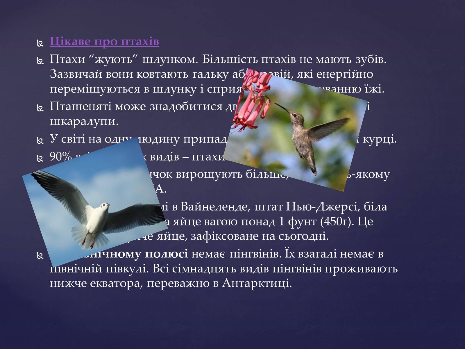 Презентація на тему «Цікаве про птахів» - Слайд #1 Презентація на тему «Цікаве про птахів» - Слайд #1
