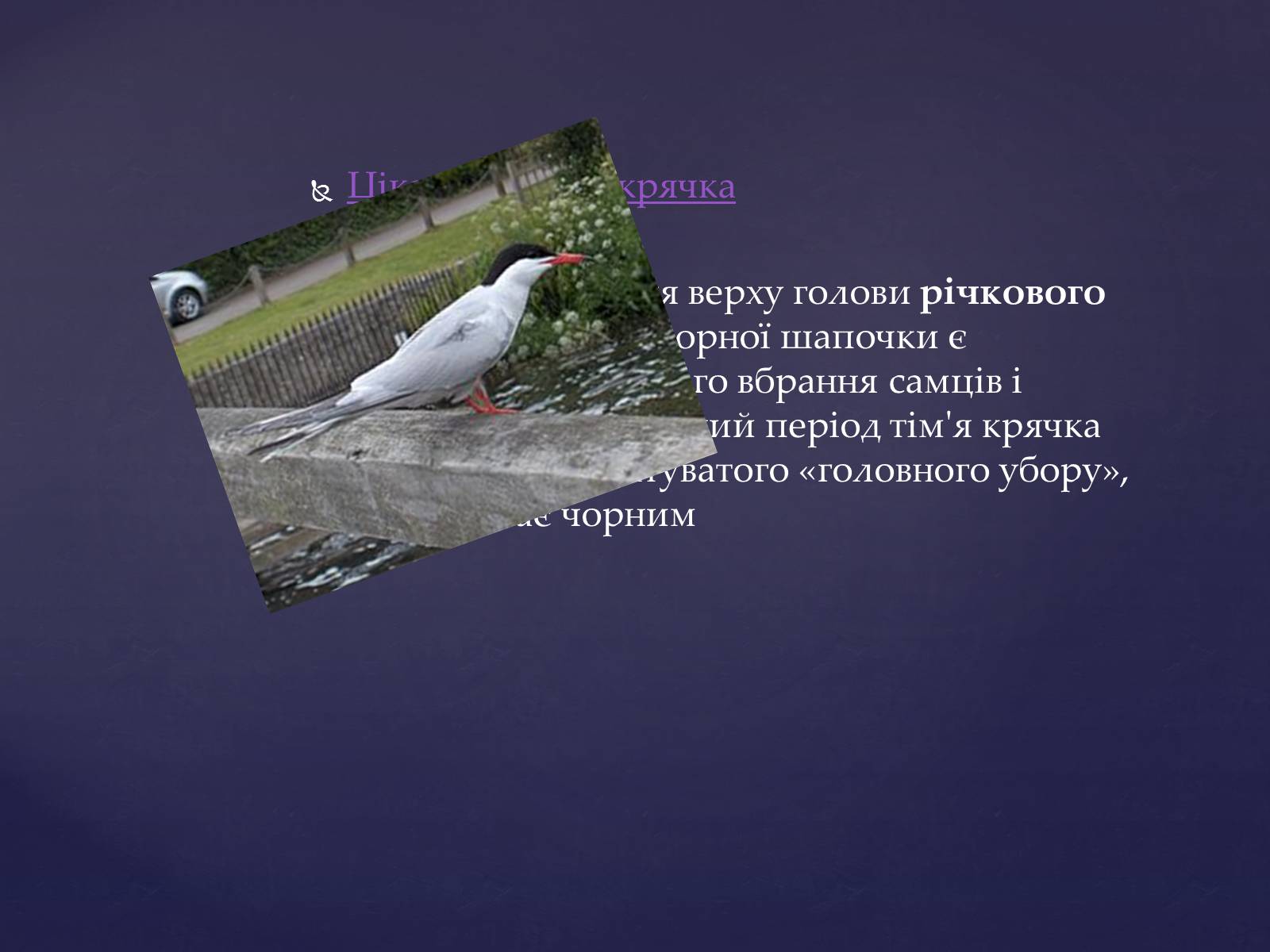 Презентація на тему «Цікаве про птахів» - Слайд #11 Презентація на тему «Цікаве про птахів» - Слайд #11