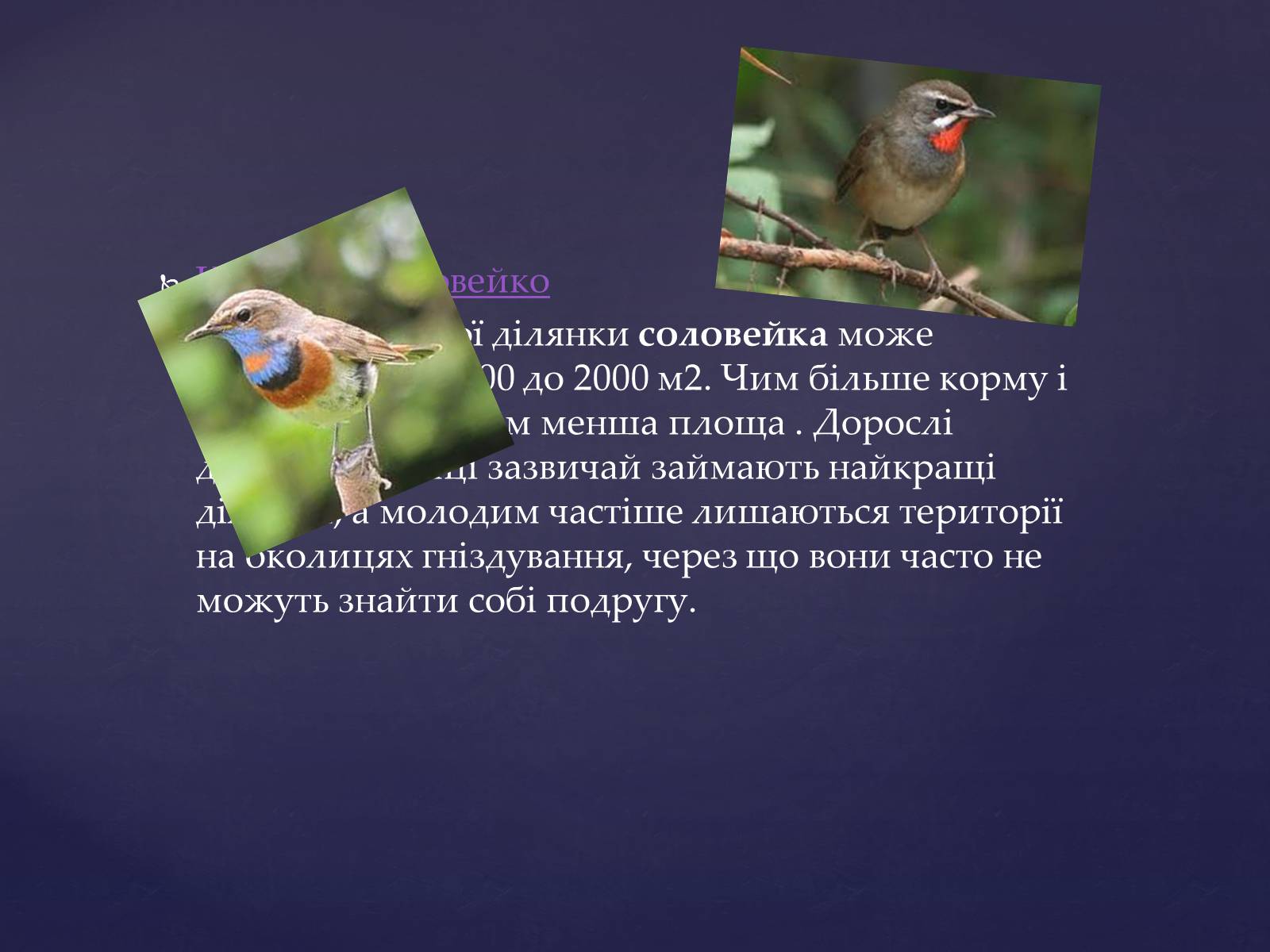 Презентація на тему «Цікаве про птахів» - Слайд #2 Презентація на тему «Цікаве про птахів» - Слайд #2