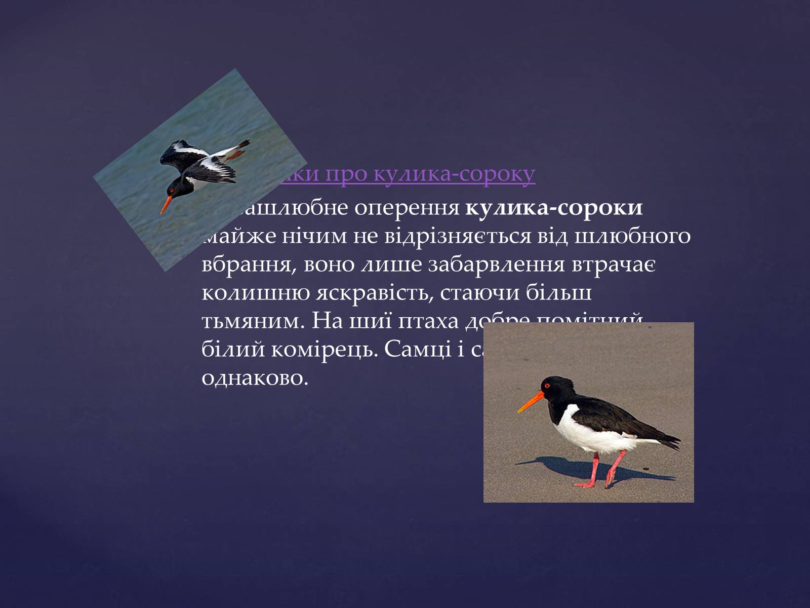 Презентація на тему «Цікаве про птахів» - Слайд #4 Презентація на тему «Цікаве про птахів» - Слайд #4