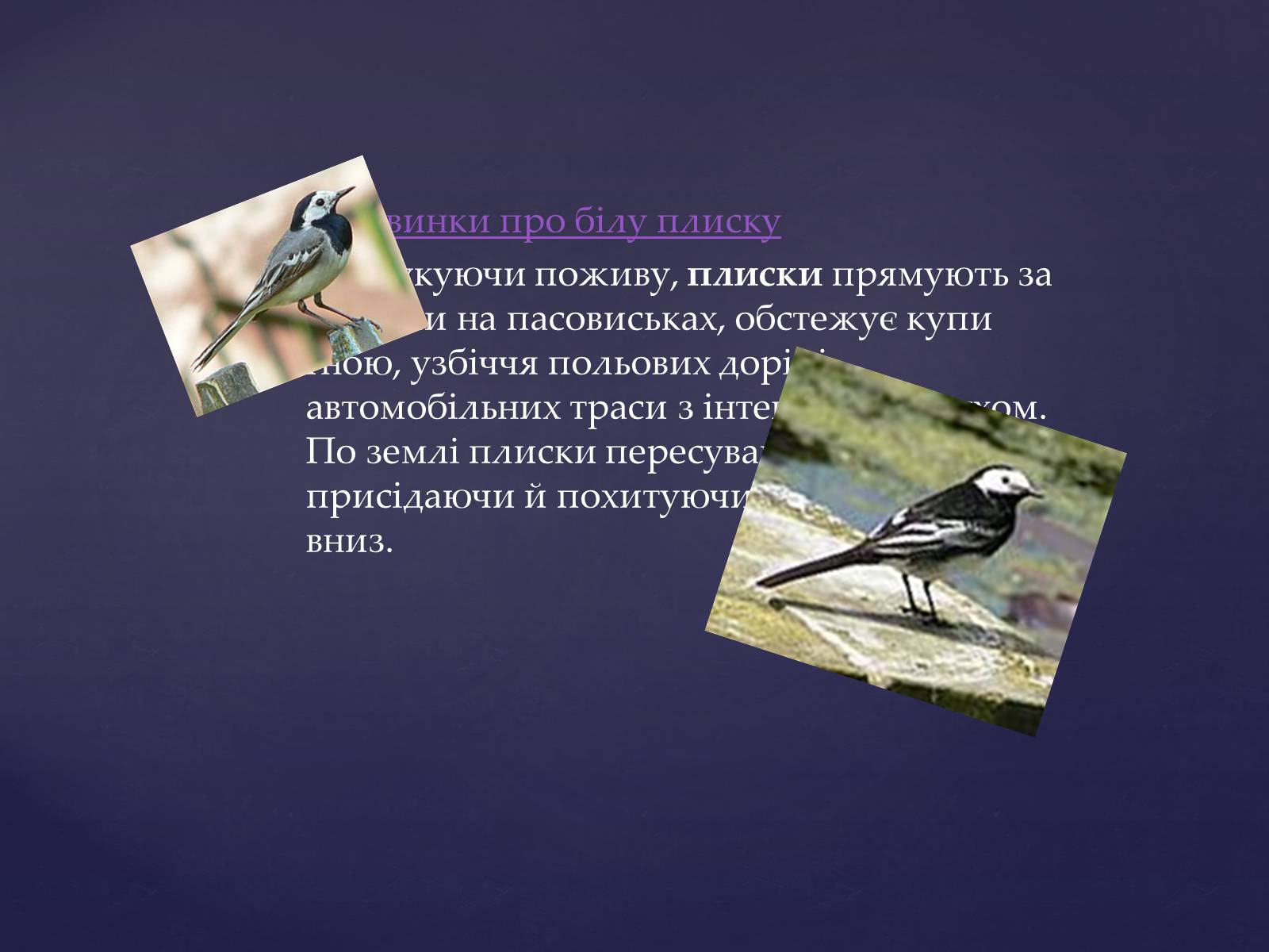 Презентація на тему «Цікаве про птахів» - Слайд #5 Презентація на тему «Цікаве про птахів» - Слайд #5