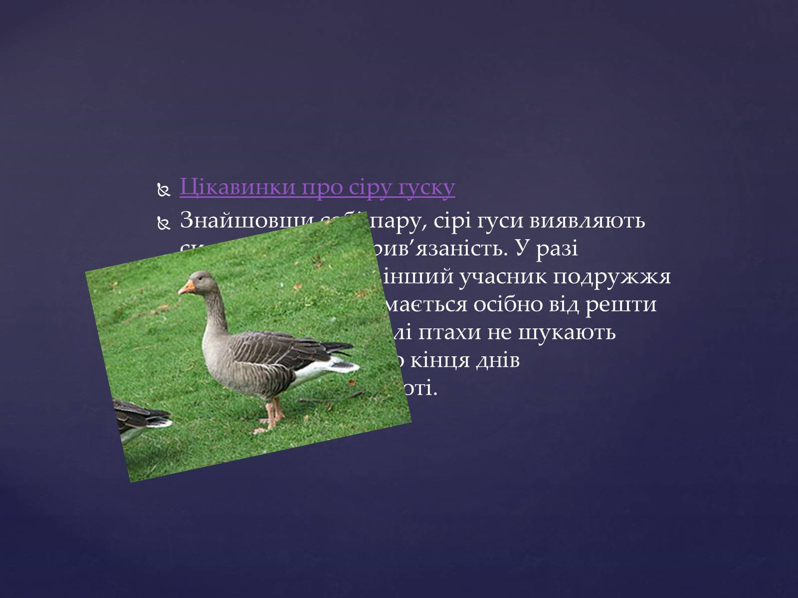 Презентація на тему «Цікаве про птахів» - Слайд #8 Презентація на тему «Цікаве про птахів» - Слайд #8
