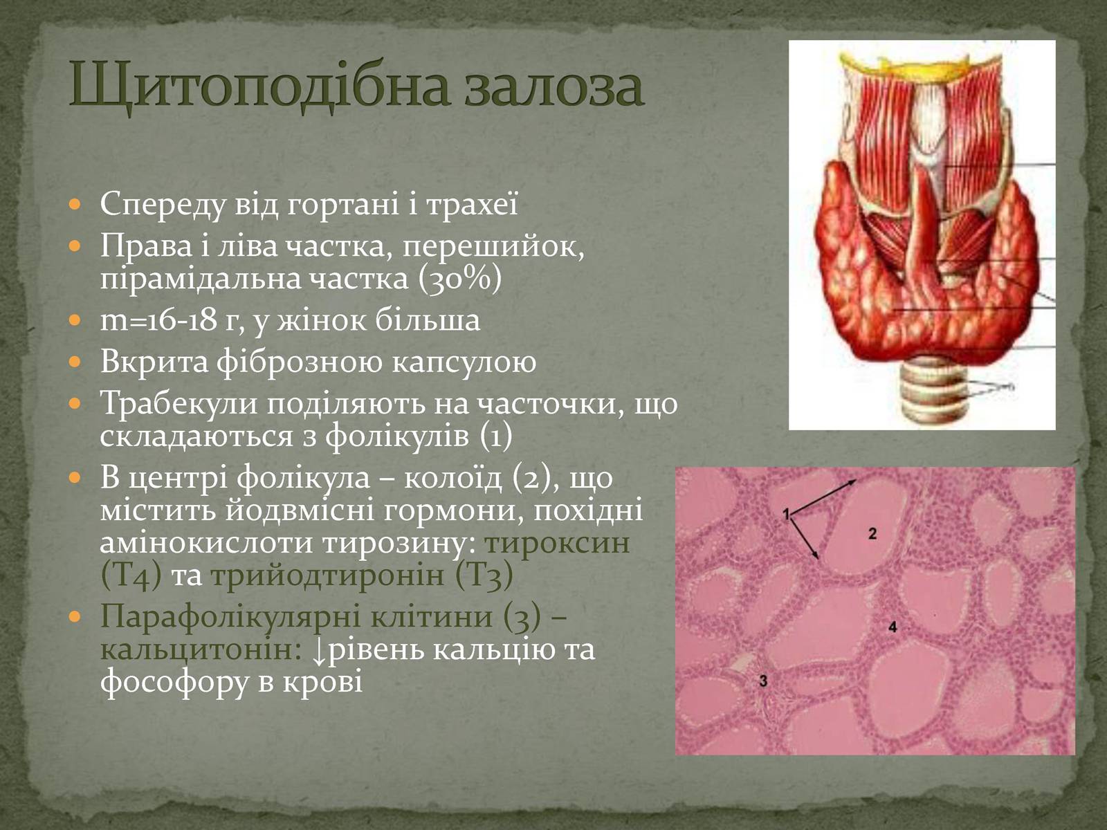 Презентація на тему «Ендокринна система» - Слайд #11 Презентація на тему «Ендокринна система» - Слайд #11