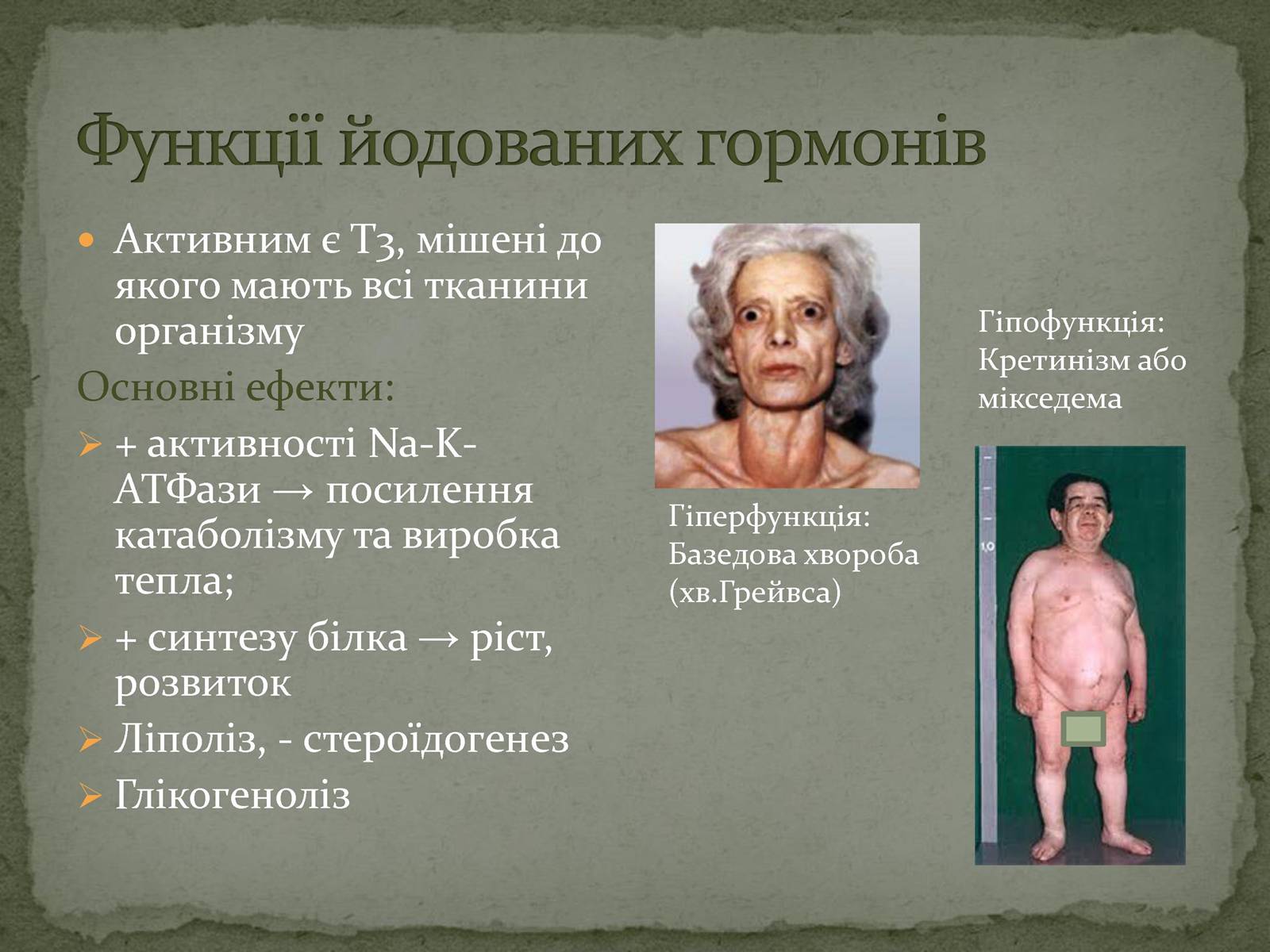 Презентація на тему «Ендокринна система» - Слайд #12 Презентація на тему «Ендокринна система» - Слайд #12