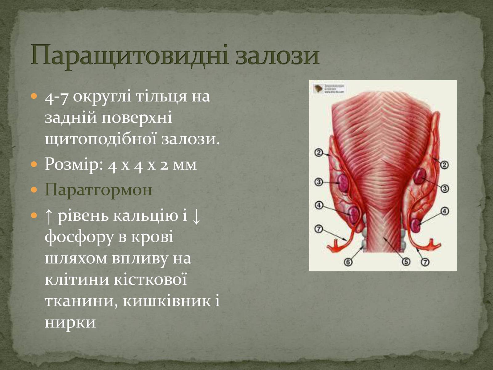 Презентація на тему «Ендокринна система» - Слайд #13 Презентація на тему «Ендокринна система» - Слайд #13