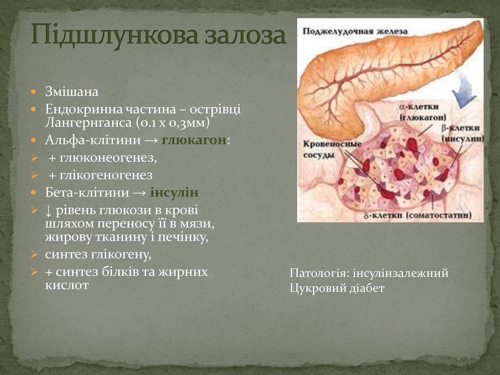 Презентація на тему «Ендокринна система» - Слайд #14 Презентація на тему «Ендокринна система» - Слайд #14