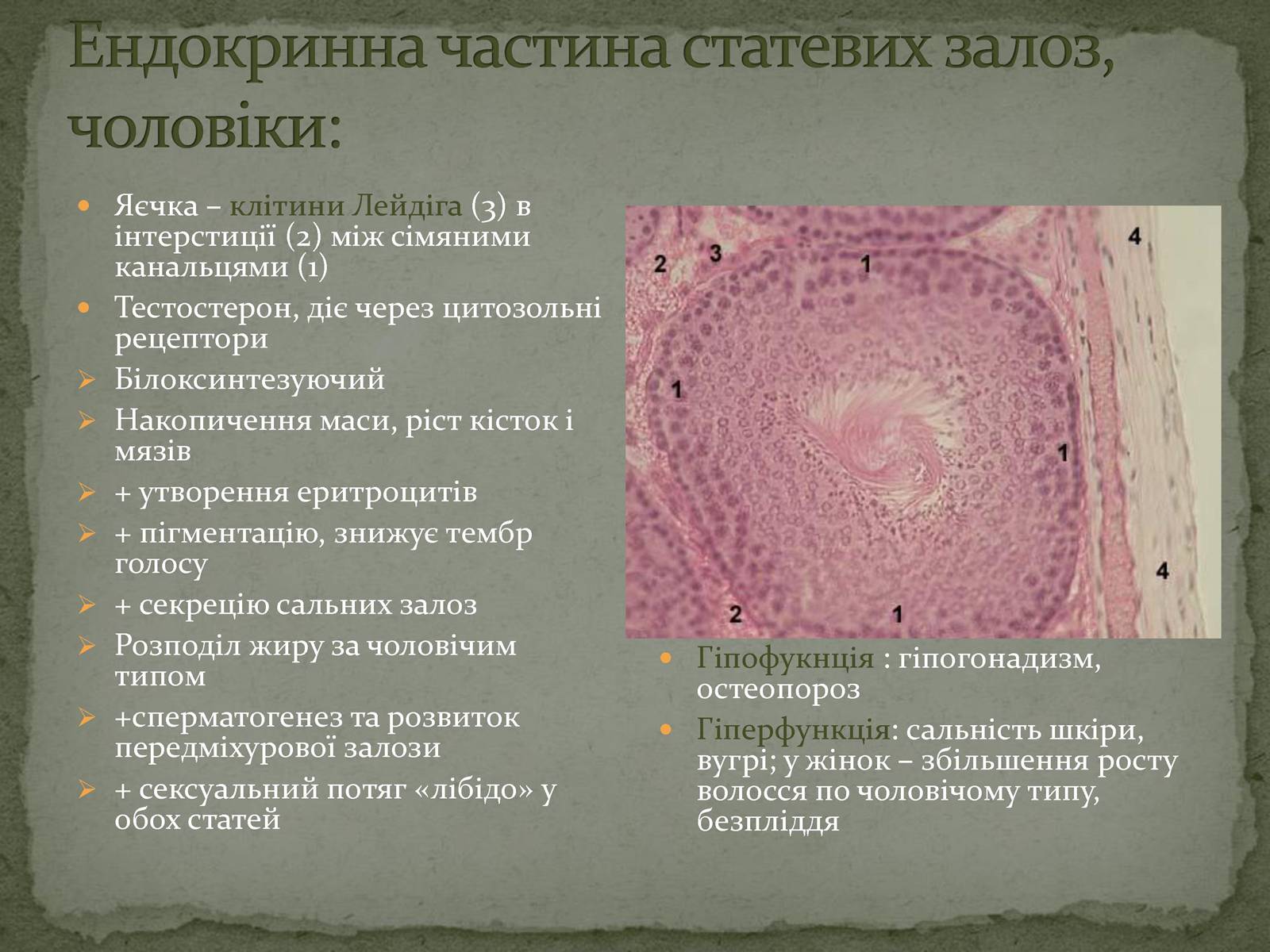 Презентація на тему «Ендокринна система» - Слайд #15 Презентація на тему «Ендокринна система» - Слайд #15