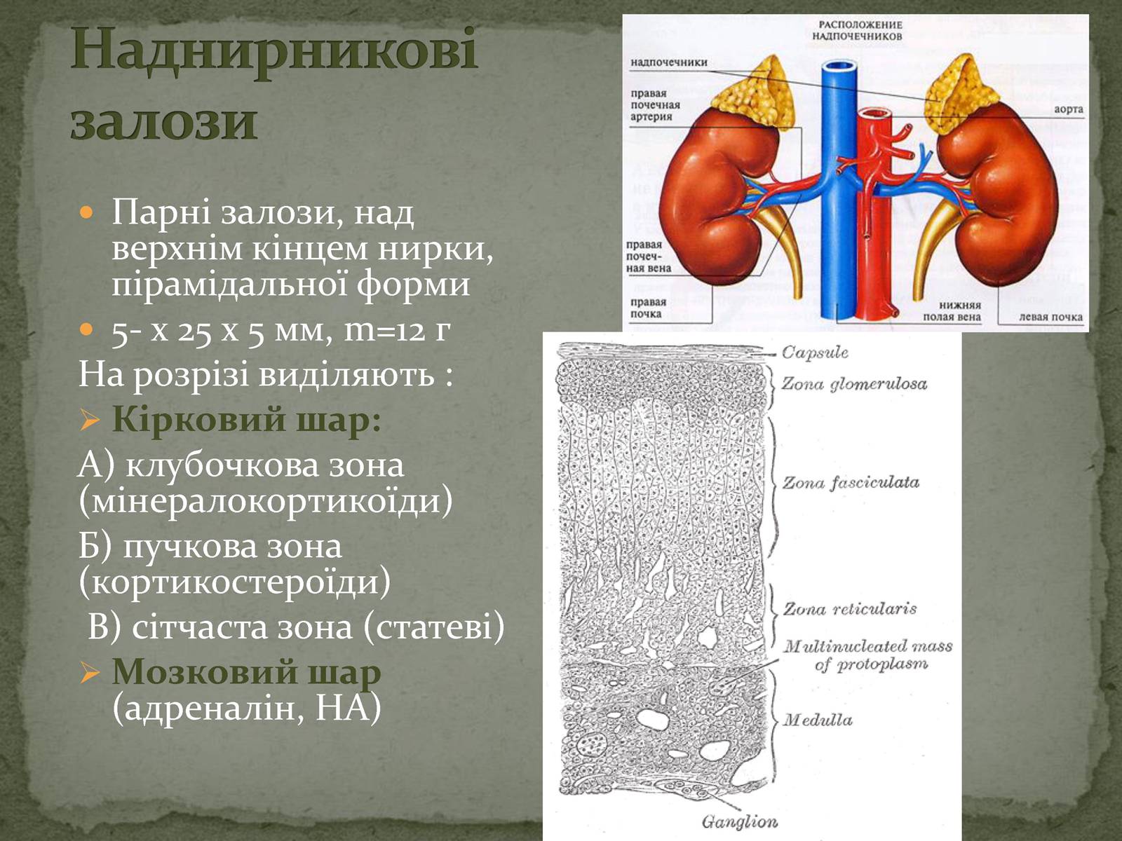 Презентація на тему «Ендокринна система» - Слайд #17 Презентація на тему «Ендокринна система» - Слайд #17