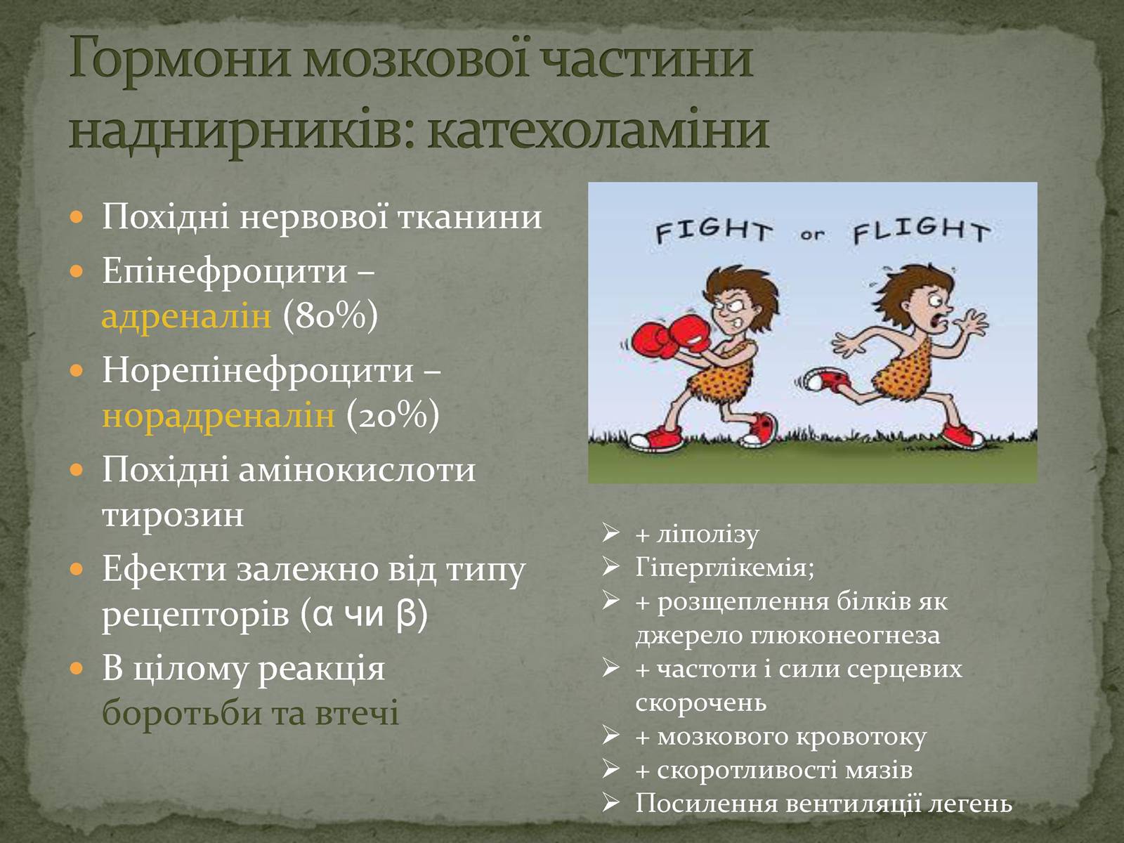 Презентація на тему «Ендокринна система» - Слайд #20 Презентація на тему «Ендокринна система» - Слайд #20
