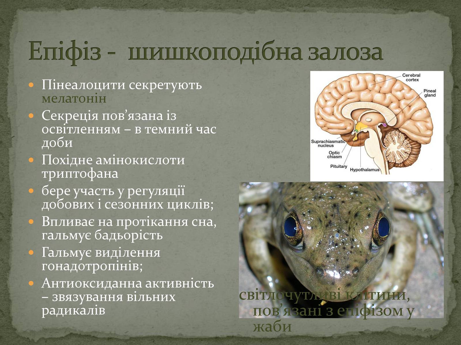 Презентація на тему «Ендокринна система» - Слайд #21 Презентація на тему «Ендокринна система» - Слайд #21