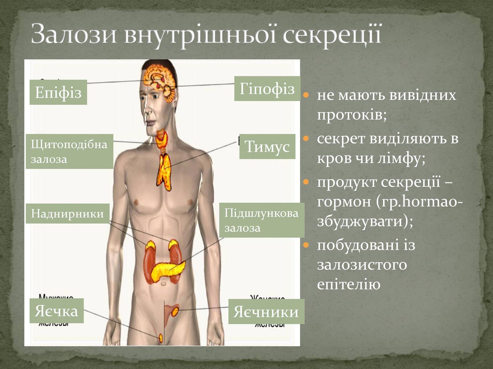 Презентація на тему «Ендокринна система» - Слайд #3 Презентація на тему «Ендокринна система» - Слайд #3