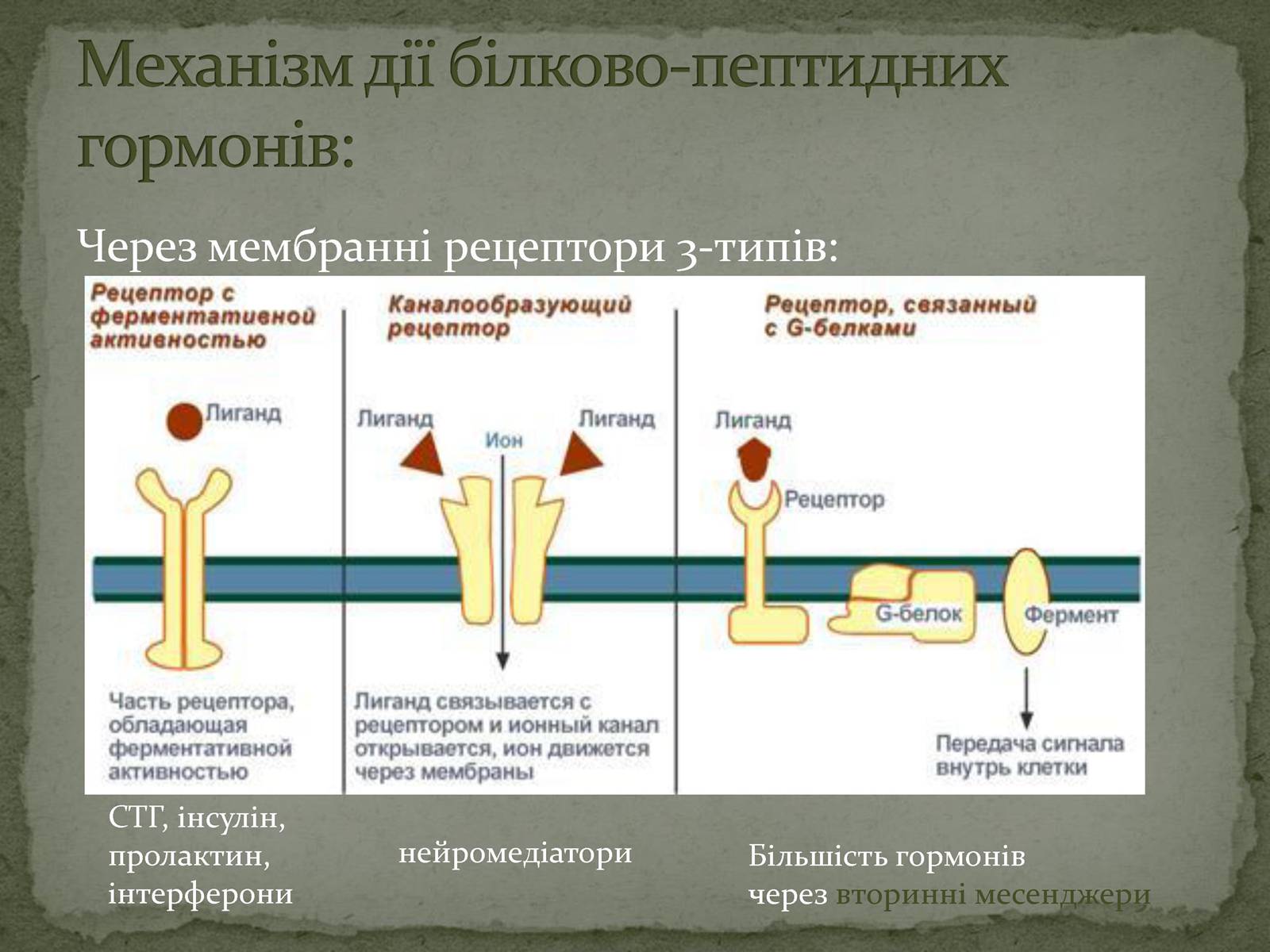 Презентація на тему «Ендокринна система» - Слайд #7 Презентація на тему «Ендокринна система» - Слайд #7