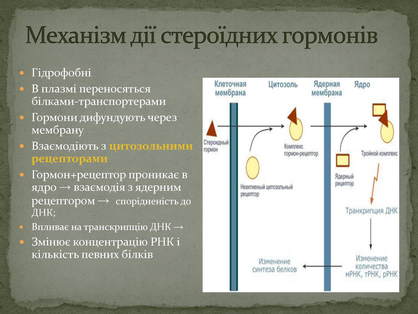 Презентація на тему «Ендокринна система» - Слайд #8 Презентація на тему «Ендокринна система» - Слайд #8