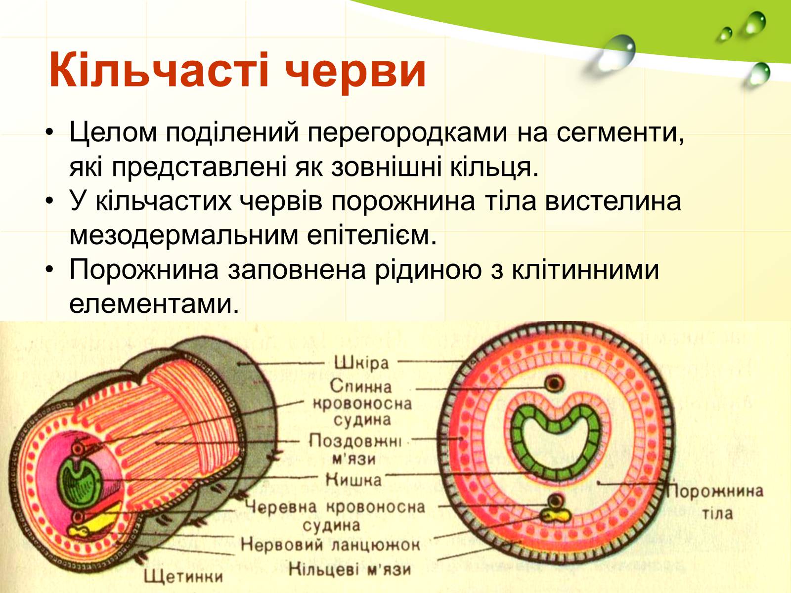 Презентація на тему «Порожнини тіла тварин» - Слайд #14 Презентація на тему «Порожнини тіла тварин» - Слайд #14