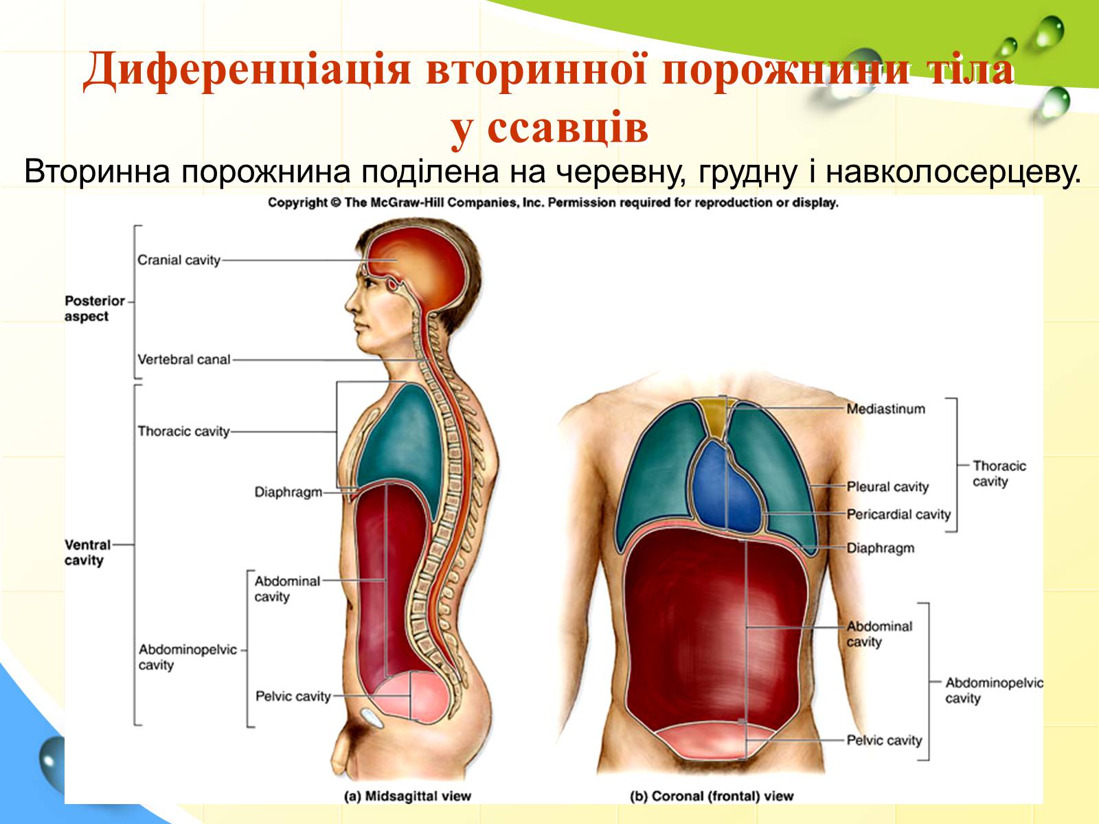 Презентація на тему «Порожнини тіла тварин» - Слайд #18 Презентація на тему «Порожнини тіла тварин» - Слайд #18