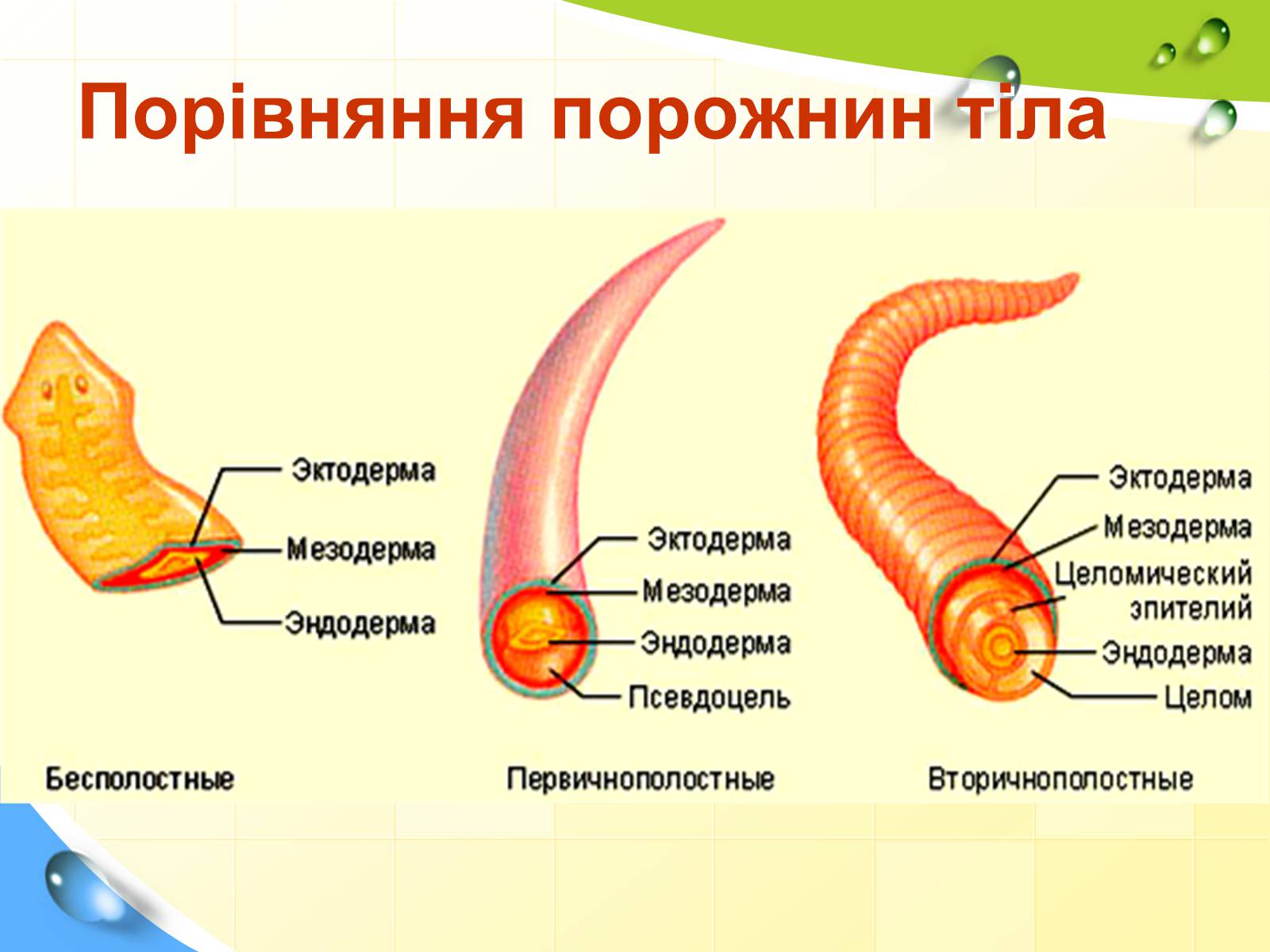 Презентація на тему «Порожнини тіла тварин» - Слайд #20 Презентація на тему «Порожнини тіла тварин» - Слайд #20