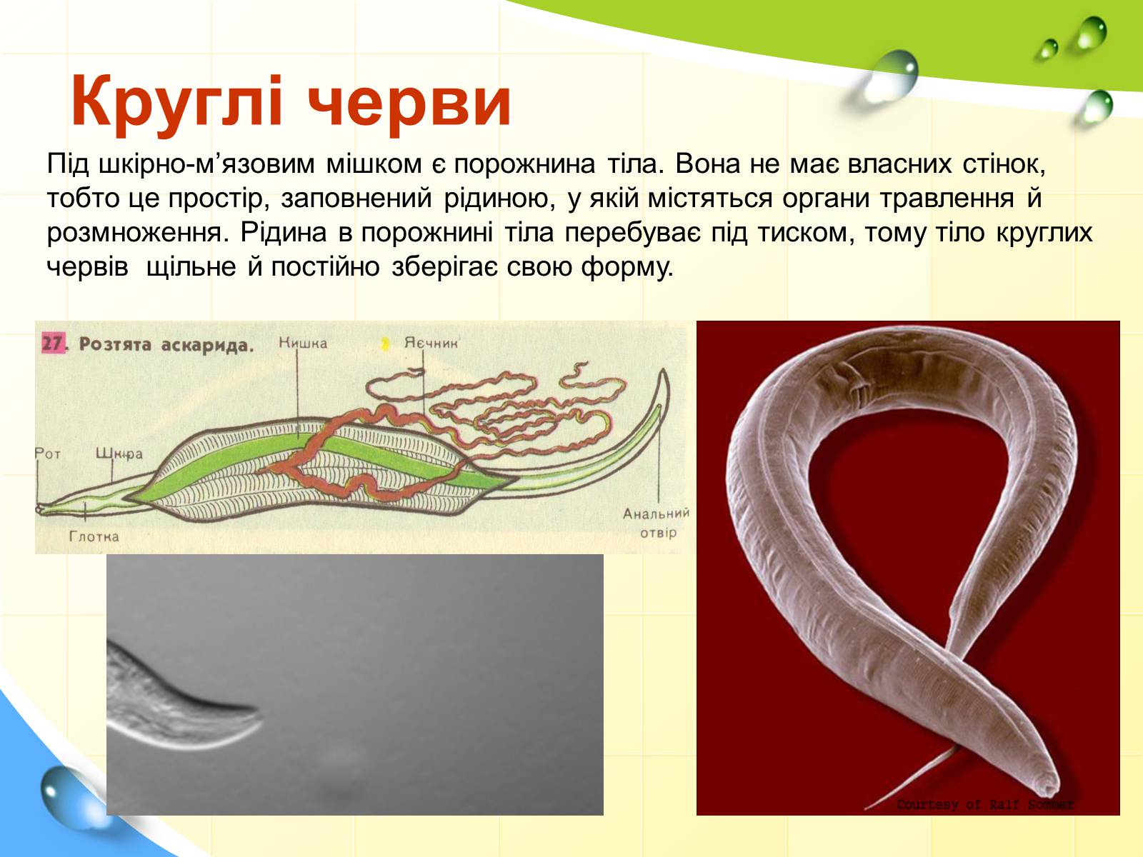 Презентація на тему «Порожнини тіла тварин» - Слайд #8 Презентація на тему «Порожнини тіла тварин» - Слайд #8