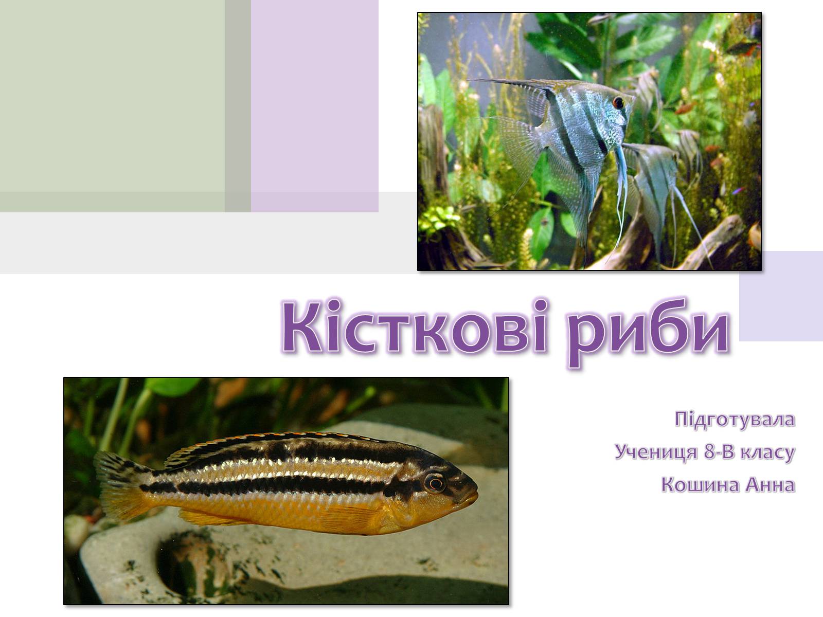 Презентація на тему «Кісткові риби» (варіант 1) - Слайд #1 Презентація на тему «Кісткові риби» (варіант 1) - Слайд #1
