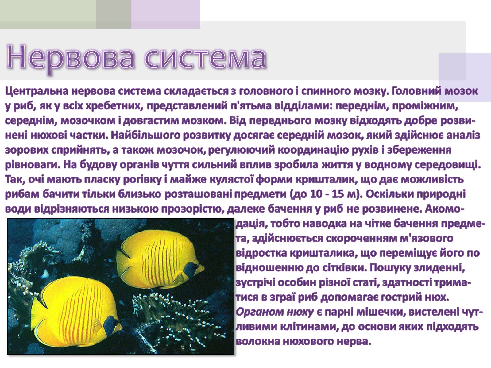 Презентація на тему «Кісткові риби» (варіант 1) - Слайд #10 Презентація на тему «Кісткові риби» (варіант 1) - Слайд #10