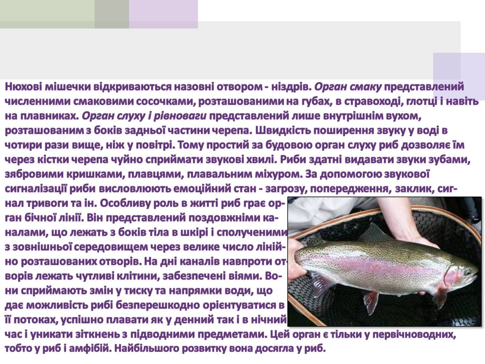 Презентація на тему «Кісткові риби» (варіант 1) - Слайд #11 Презентація на тему «Кісткові риби» (варіант 1) - Слайд #11
