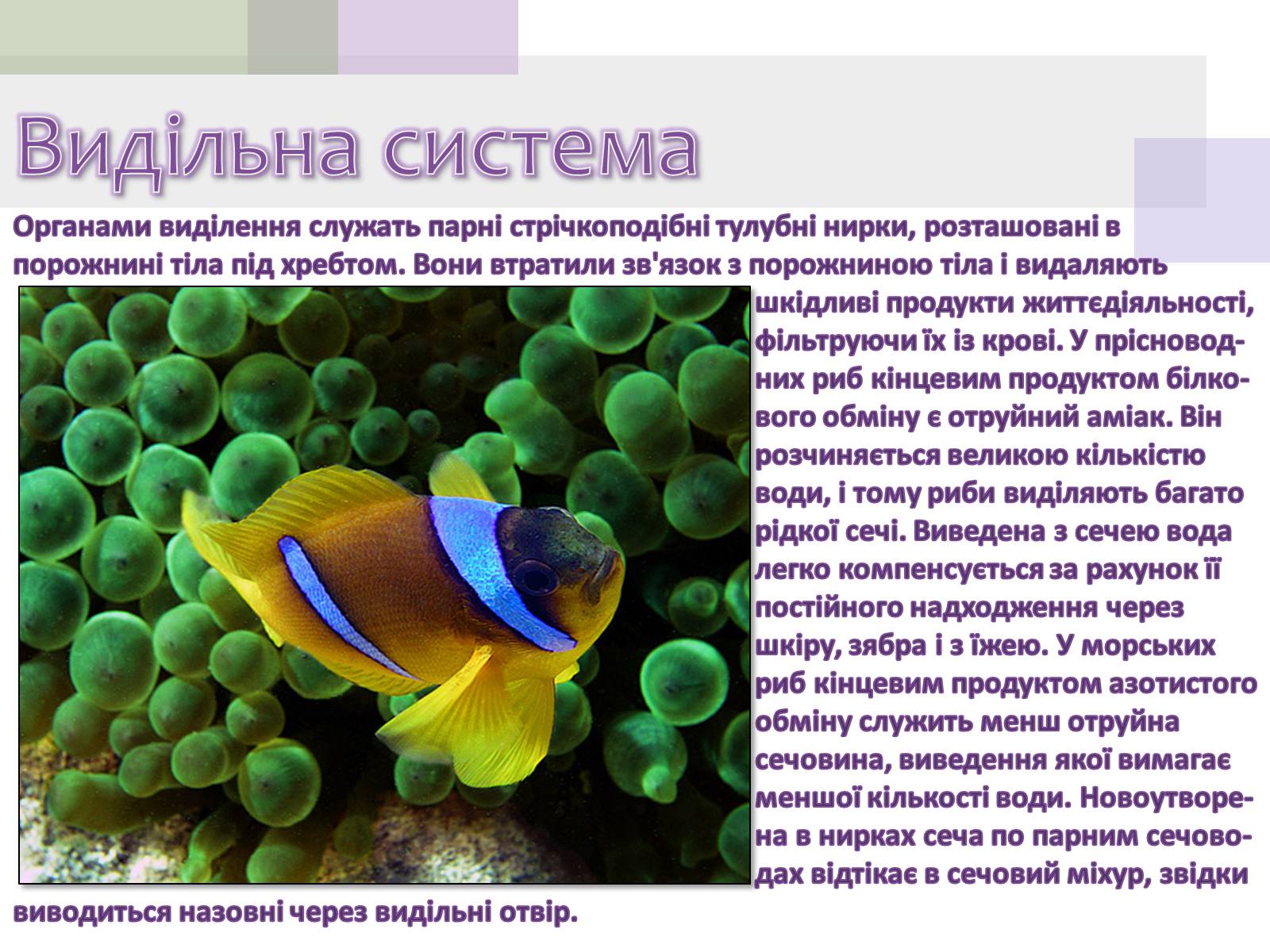 Презентація на тему «Кісткові риби» (варіант 1) - Слайд #12 Презентація на тему «Кісткові риби» (варіант 1) - Слайд #12
