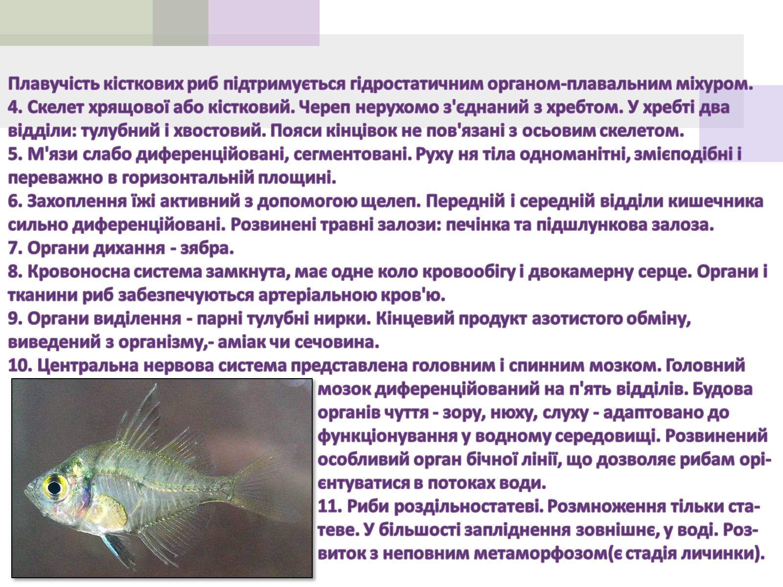 Презентація на тему «Кісткові риби» (варіант 1) - Слайд #3 Презентація на тему «Кісткові риби» (варіант 1) - Слайд #3