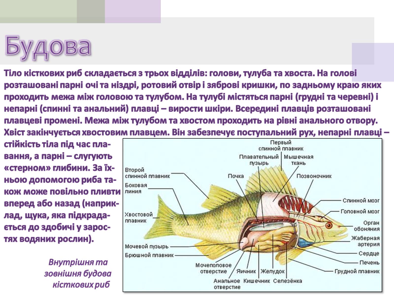 Презентація на тему «Кісткові риби» (варіант 1) - Слайд #4 Презентація на тему «Кісткові риби» (варіант 1) - Слайд #4