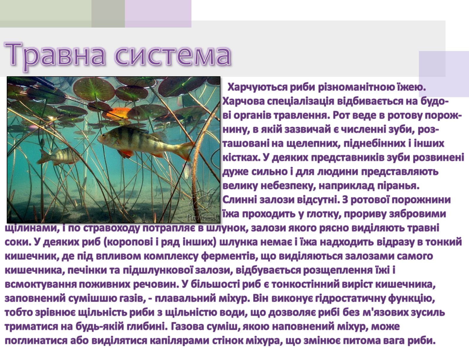 Презентація на тему «Кісткові риби» (варіант 1) - Слайд #7 Презентація на тему «Кісткові риби» (варіант 1) - Слайд #7