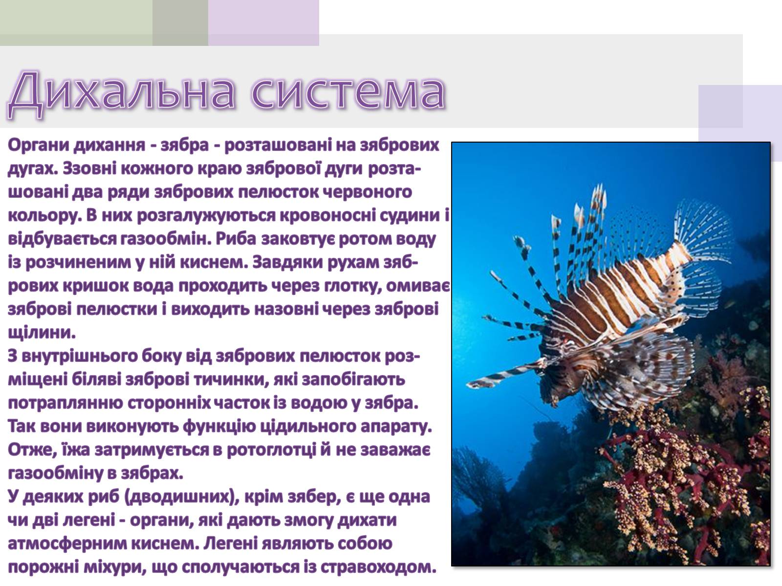 Презентація на тему «Кісткові риби» (варіант 1) - Слайд #8 Презентація на тему «Кісткові риби» (варіант 1) - Слайд #8