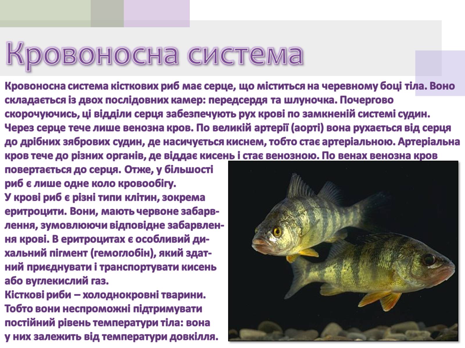 Презентація на тему «Кісткові риби» (варіант 1) - Слайд #9 Презентація на тему «Кісткові риби» (варіант 1) - Слайд #9