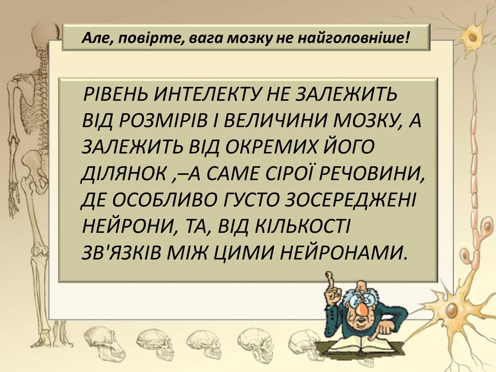 Презентація на тему «Будова і функції головного мозку. Загальна характеристика» - Слайд #11 Презентація на тему «Будова і функції головного мозку. Загальна характеристика» - Слайд #11