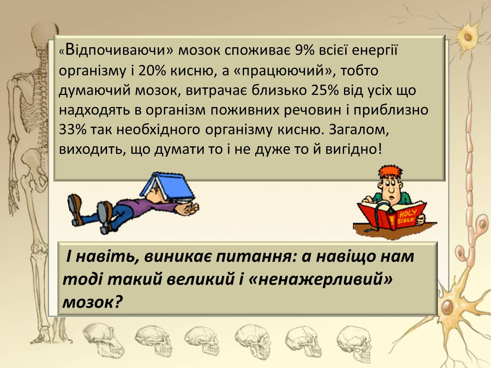 Презентація на тему «Будова і функції головного мозку. Загальна характеристика» - Слайд #13 Презентація на тему «Будова і функції головного мозку. Загальна характеристика» - Слайд #13