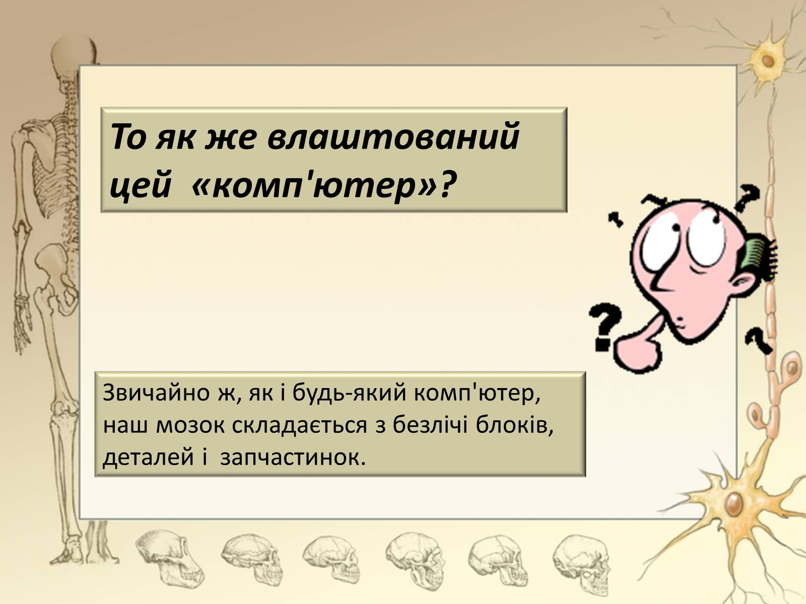 Презентація на тему «Будова і функції головного мозку. Загальна характеристика» - Слайд #15 Презентація на тему «Будова і функції головного мозку. Загальна характеристика» - Слайд #15