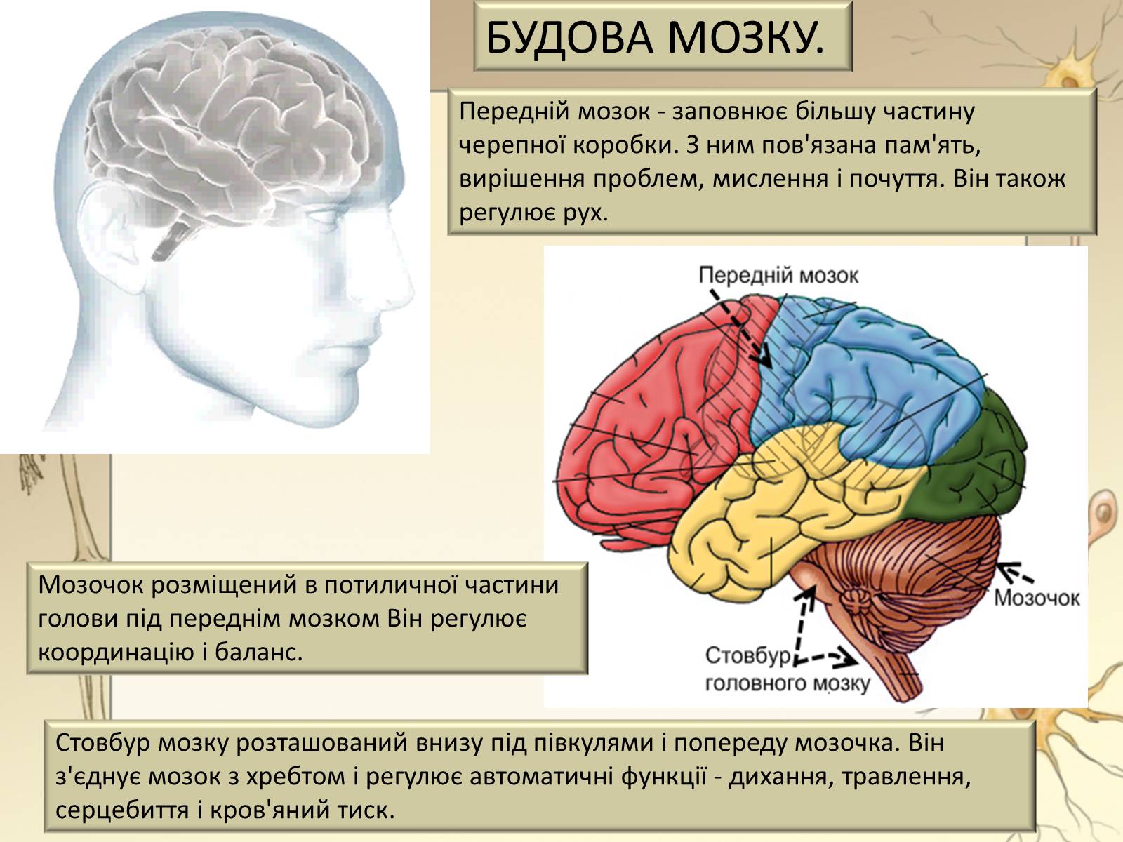 Презентація на тему «Будова і функції головного мозку. Загальна характеристика» - Слайд #16 Презентація на тему «Будова і функції головного мозку. Загальна характеристика» - Слайд #16