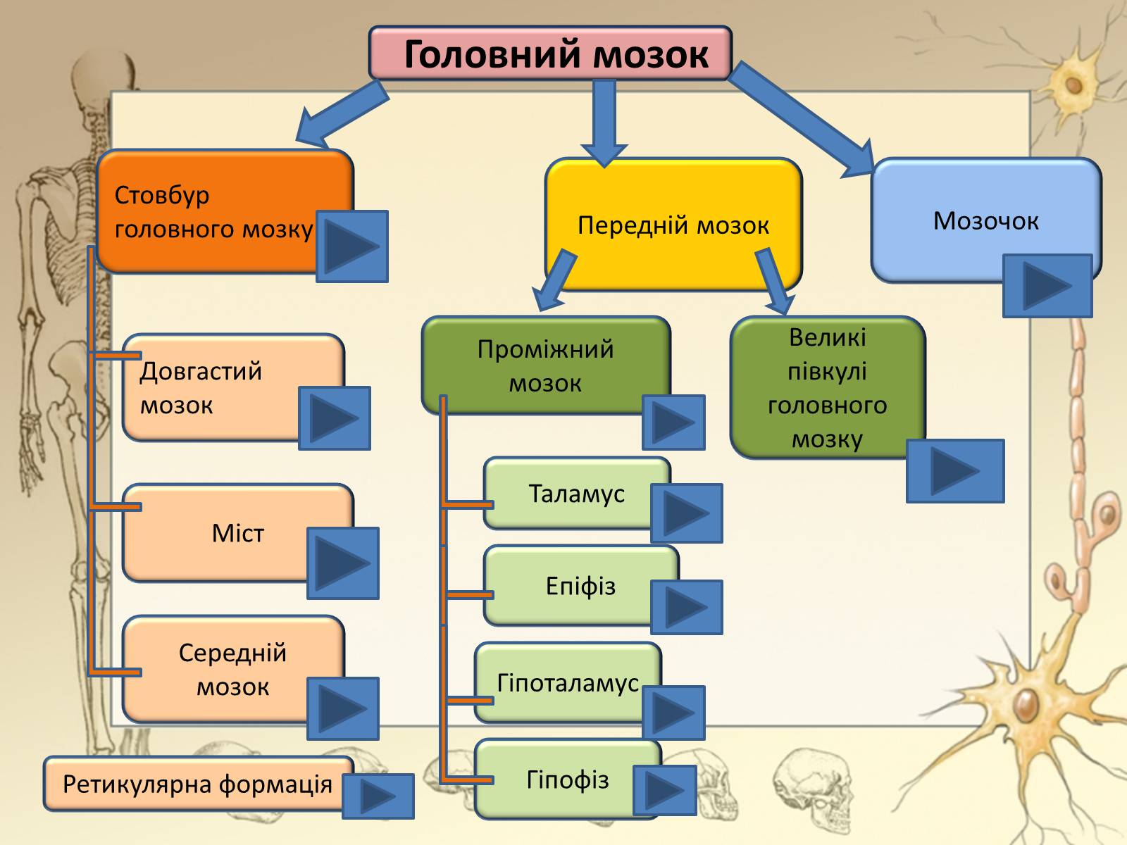 Презентація на тему «Будова і функції головного мозку. Загальна характеристика» - Слайд #17 Презентація на тему «Будова і функції головного мозку. Загальна характеристика» - Слайд #17