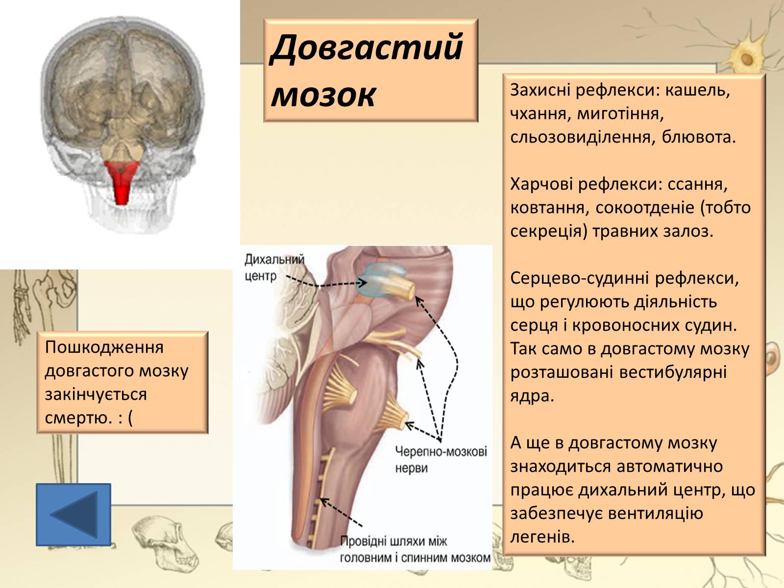 Презентація на тему «Будова і функції головного мозку. Загальна характеристика» - Слайд #19 Презентація на тему «Будова і функції головного мозку. Загальна характеристика» - Слайд #19