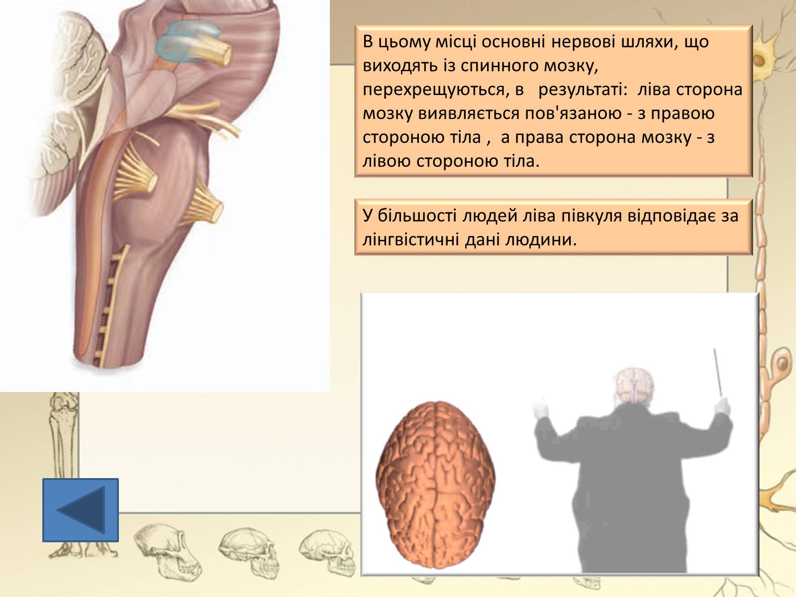 Презентація на тему «Будова і функції головного мозку. Загальна характеристика» - Слайд #20 Презентація на тему «Будова і функції головного мозку. Загальна характеристика» - Слайд #20