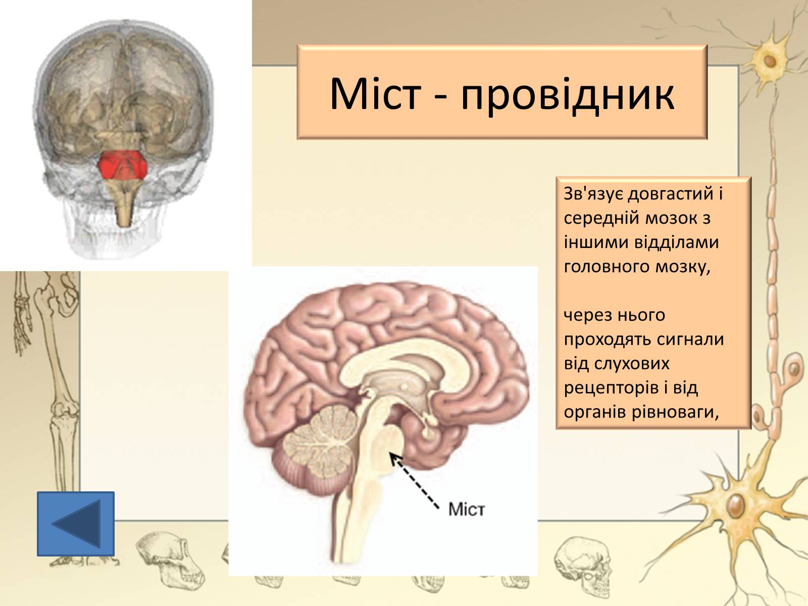 Презентація на тему «Будова і функції головного мозку. Загальна характеристика» - Слайд #21 Презентація на тему «Будова і функції головного мозку. Загальна характеристика» - Слайд #21