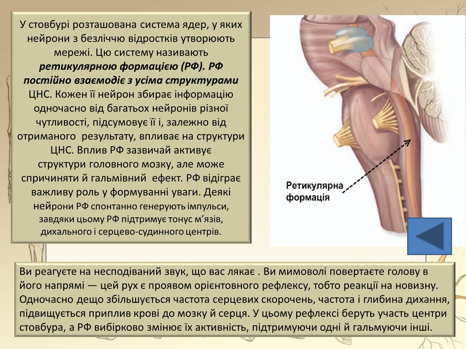 Презентація на тему «Будова і функції головного мозку. Загальна характеристика» - Слайд #23 Презентація на тему «Будова і функції головного мозку. Загальна характеристика» - Слайд #23