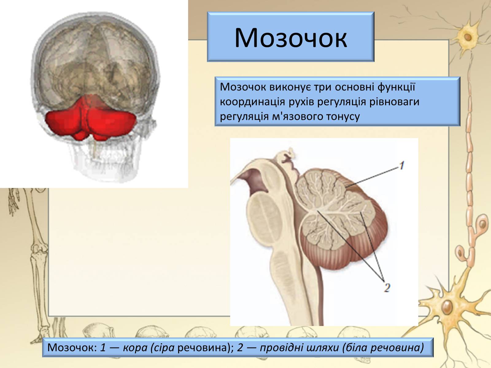 Презентація на тему «Будова і функції головного мозку. Загальна характеристика» - Слайд #24 Презентація на тему «Будова і функції головного мозку. Загальна характеристика» - Слайд #24