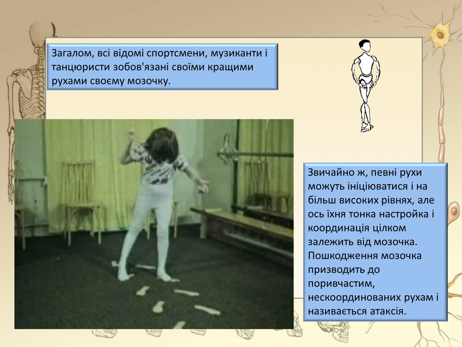 Презентація на тему «Будова і функції головного мозку. Загальна характеристика» - Слайд #25 Презентація на тему «Будова і функції головного мозку. Загальна характеристика» - Слайд #25