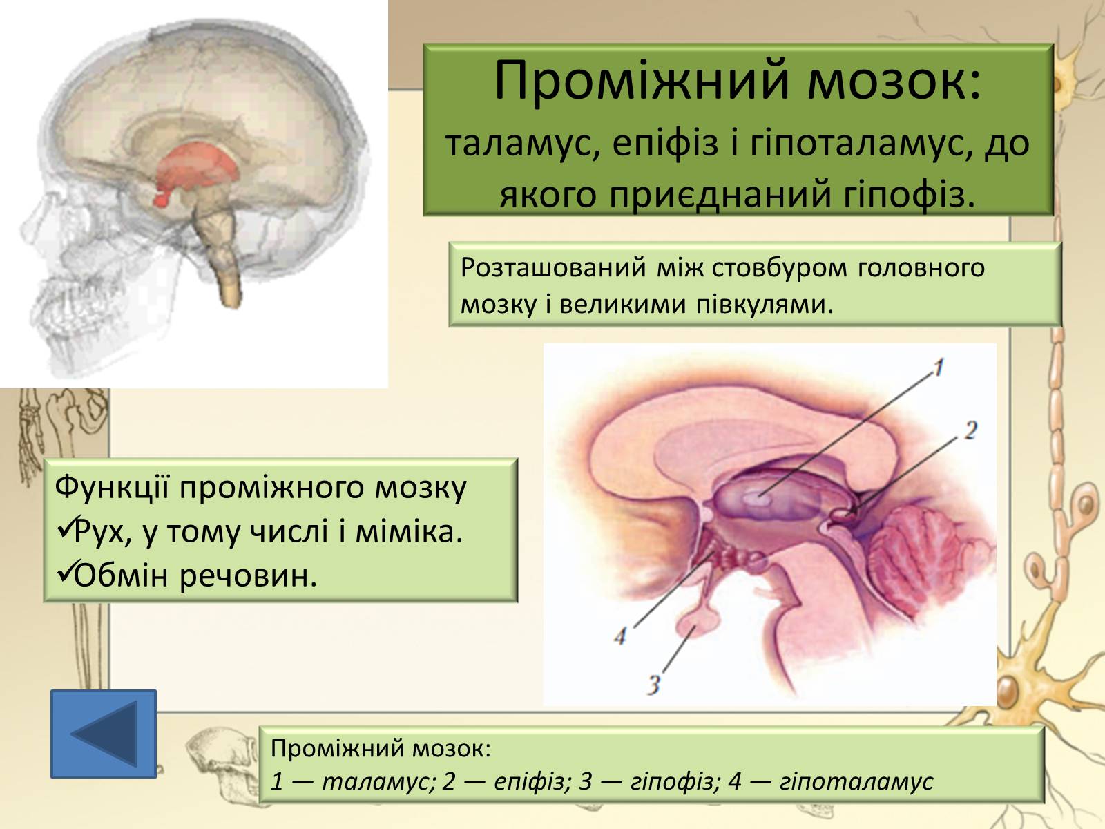 Презентація на тему «Будова і функції головного мозку. Загальна характеристика» - Слайд #27 Презентація на тему «Будова і функції головного мозку. Загальна характеристика» - Слайд #27