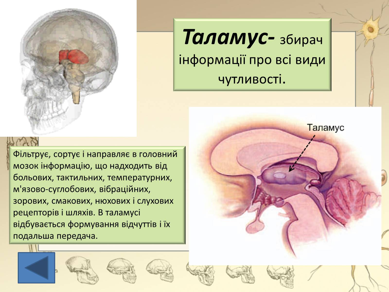 Презентація на тему «Будова і функції головного мозку. Загальна характеристика» - Слайд #28 Презентація на тему «Будова і функції головного мозку. Загальна характеристика» - Слайд #28